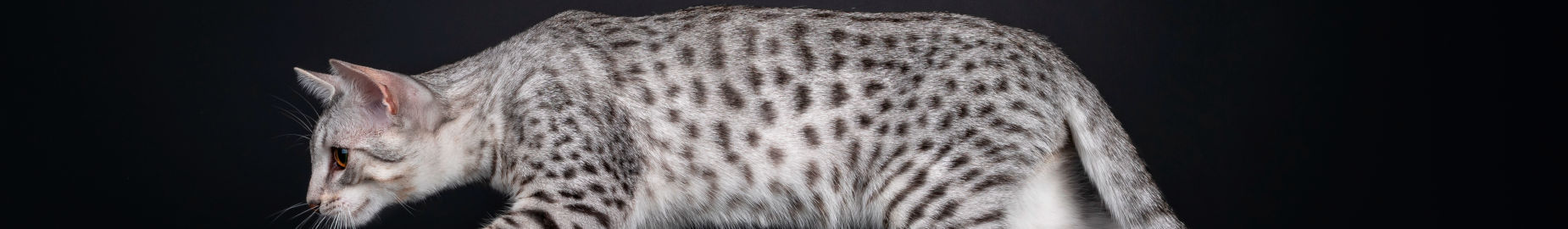 20 Incredible and Fun Facts for Cat Lovers