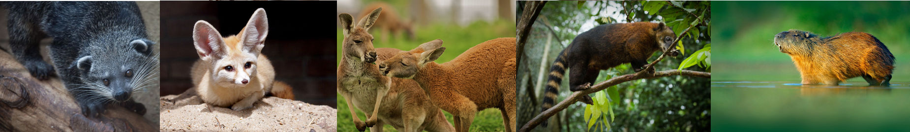 Top 10 Legal Exotic Animals in New York State