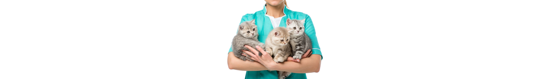 10 Tips for Choosing the Right Cat Breeder