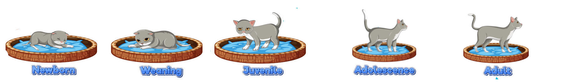 The Life Cycle of Cats (Stages of Development)