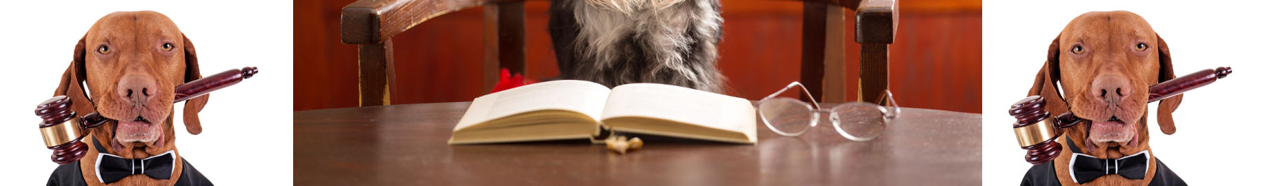 Top 10 California Pet Laws You Should Know