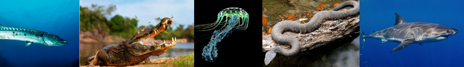 Top 10 Dangerous Exotic Animals in Florida