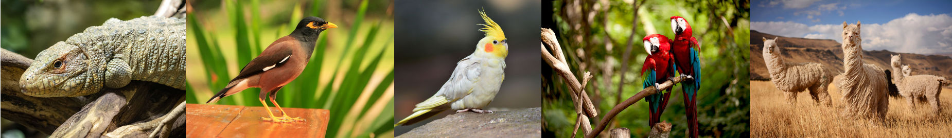 Top 10 Legal Exotic Animals in Alaska