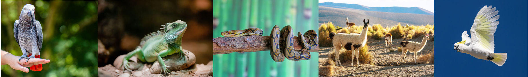 Top 10 Legal Exotic Animals in Georgia