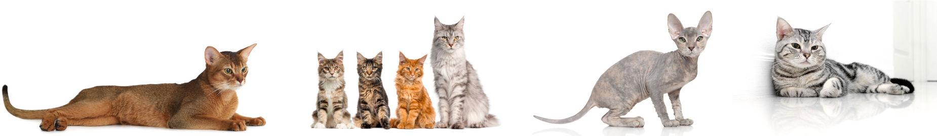 Top 10 Most Popular Cat Breeds 2022