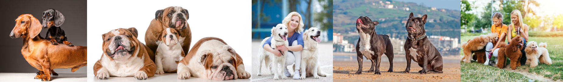 Top 10 Most Popular Dog Breeds in the US in 2022