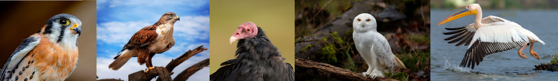Top 10 Prey Birds with the Biggest Appetites