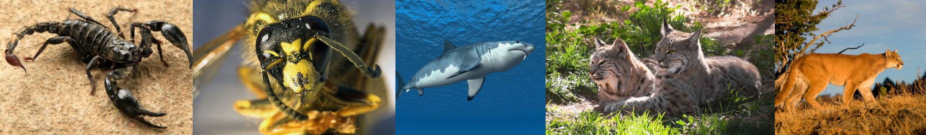 Top 10 Dangerous Animals in California