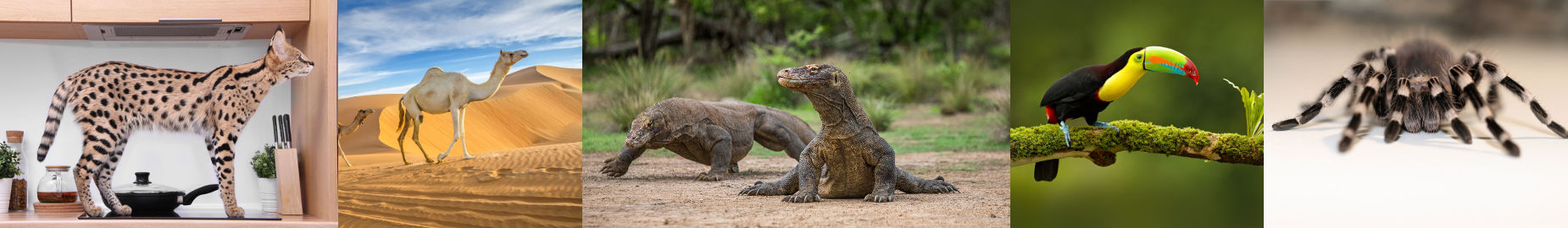 Top 10 Legal Exotic Animals in California