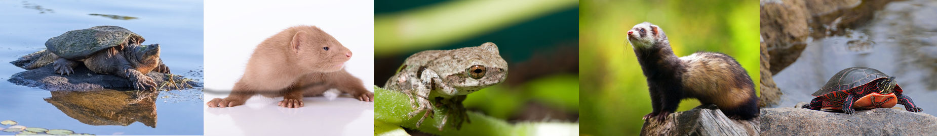 Top 10 Legal Exotic Animals in Massachusetts