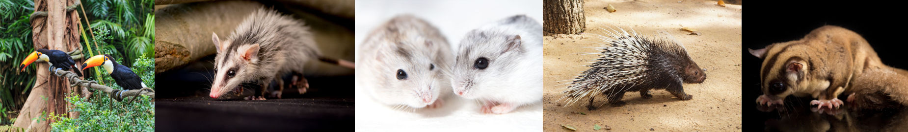 Top Ten Legal Exotic Animals in Oregon