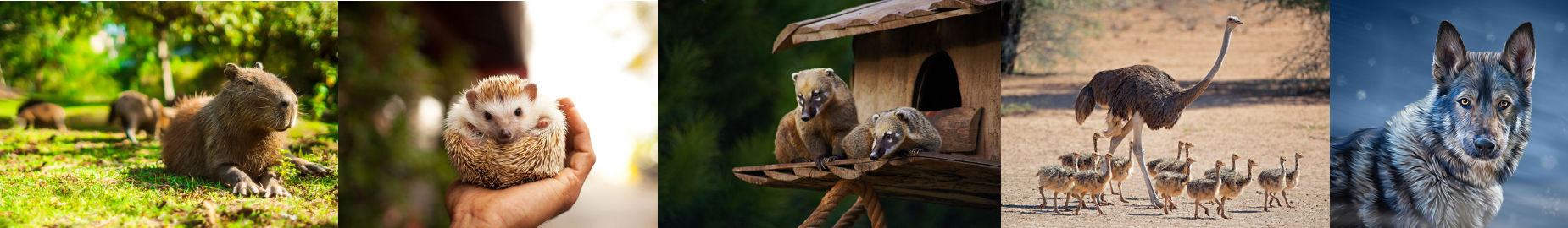 Top 10 Legal Exotic Animals in Washington