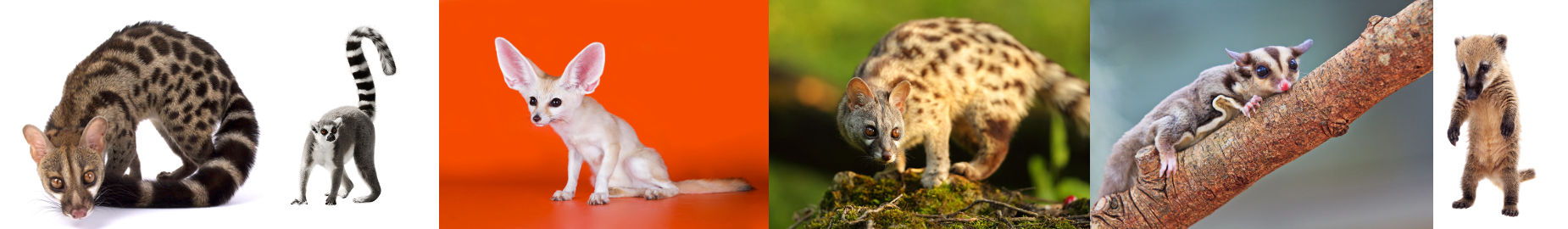 Top 10 Legal Exotic Animals in Texas