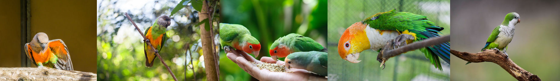 What is the Best Parrot Breed for An Apartment?