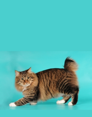 Breed American Bobtail Breed American Bobtail