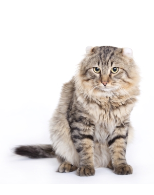 Breed American Curl Breed American Curl