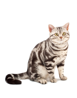 Breed American Shorthair
