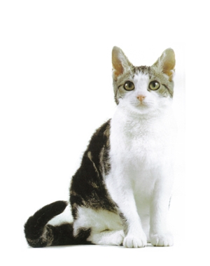 Breed American Wirehair