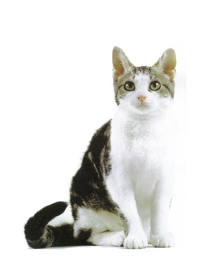 Breed American Wirehair Breed American Wirehair