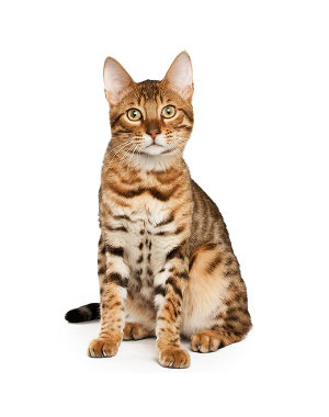 Breed Bengal