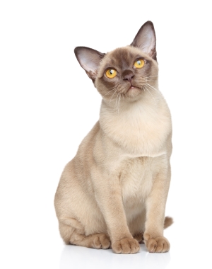 Breed Burmese