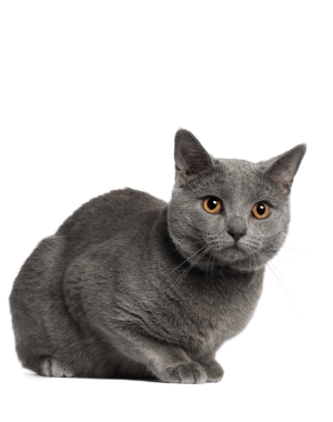 Breed Chartreux