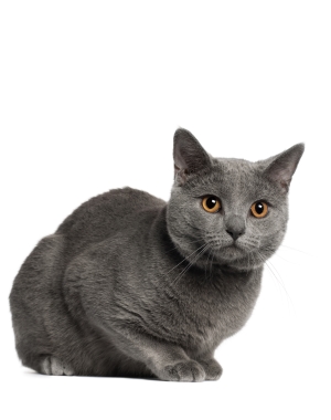 Breed Chartreux Breed Chartreux