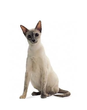 Breed Colorpoint Shorthair