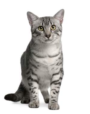 Breed Egyptian Mau