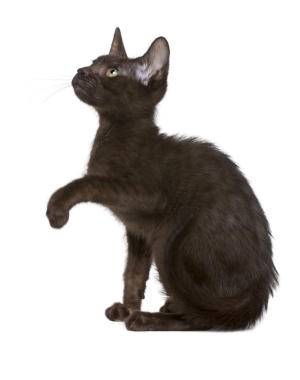 Breed Havana Brown Breed Havana Brown