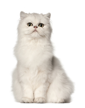 Breed Himalayan Breed Himalayan