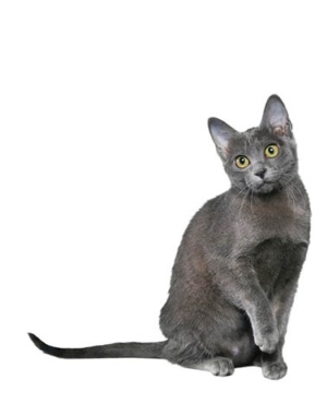 Breed Korat Breed Korat