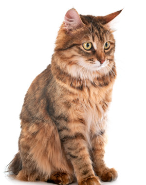 Breed Kurilian Bobtail Breed Kurilian Bobtail