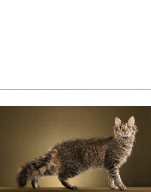 Breed LaPerm Breed LaPerm