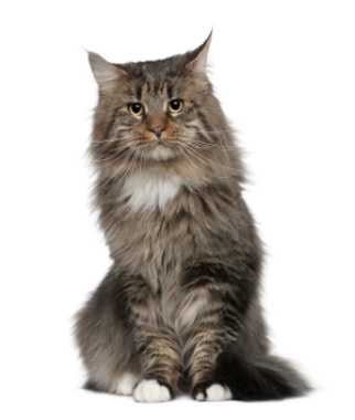 Breed Maine Coon