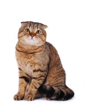 Breed Scottish Fold Breed Scottish Fold