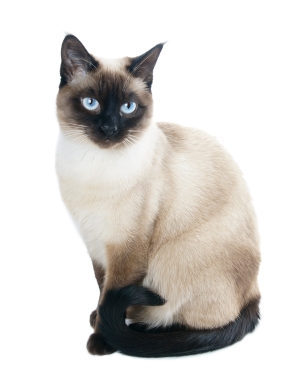 Breed Siamese Breed Siamese
