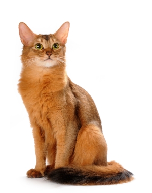 Breed Somali Breed Somali