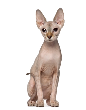 Breed Sphynx