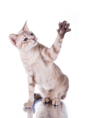 Breed Tonkinese Breed Tonkinese