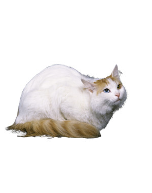 Breed Turkish Van