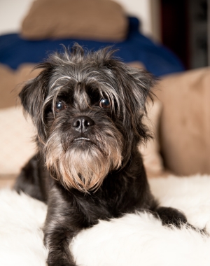 Breed Affenpinscher Breed Affenpinscher