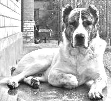Breed Afghan Shepherd Breed Afghan Shepherd