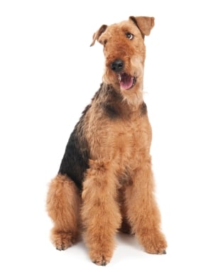 Breed Airedale Terrier