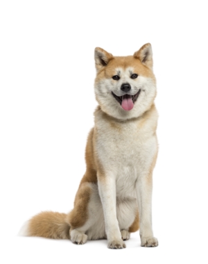Breed Akita Inu Breed Akita Inu