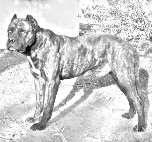 Breed Alano Espanol Breed Alano Espanol