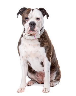 Breed American Bulldog