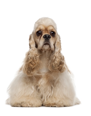 Breed American Cocker Spaniel Breed American Cocker Spaniel