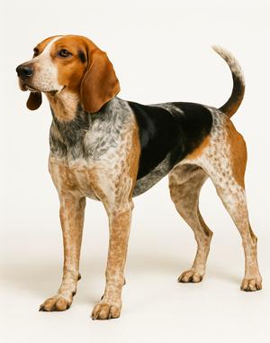 Breed American English Coonhound Breed American English Coonhound