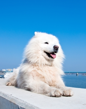 Breed American Eskimo Dog Breed American Eskimo Dog